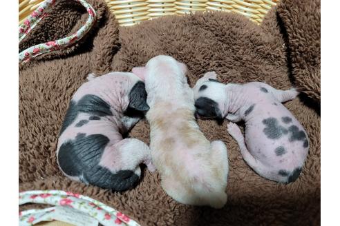 販売中のチャイニーズクレステッドドッグの親犬