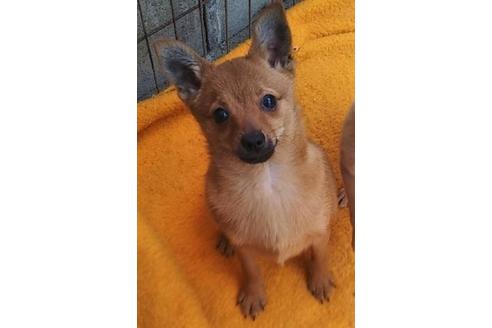 岐阜県でミックス犬の子犬を探す ブリーダーナビ 岐阜県でミックス犬の子犬を探す ブリーダーナビ