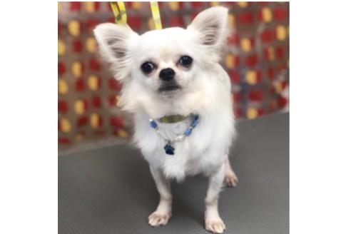 販売中のチワプー:チワワ×トイプードルの親犬