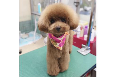 販売中のチワプー:チワワ×トイプードルの親犬