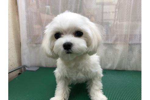 販売中のマルチーズの親犬