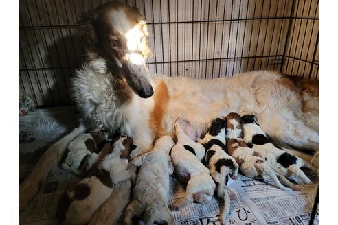 販売中のボルゾイの親犬