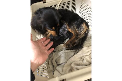 販売中のミニチュアダックスフンド(ロングヘアード)の親犬