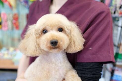 販売中のトイプードルの親犬