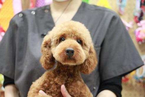 販売中のトイプードルの親犬