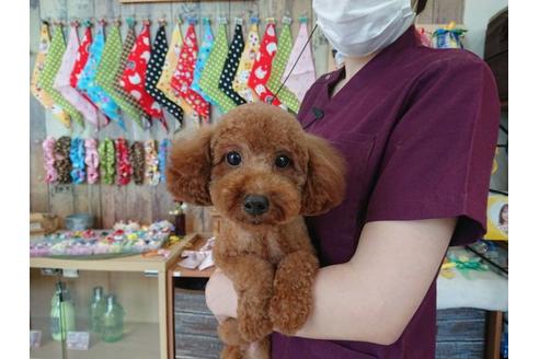 販売中のトイプードルの親犬