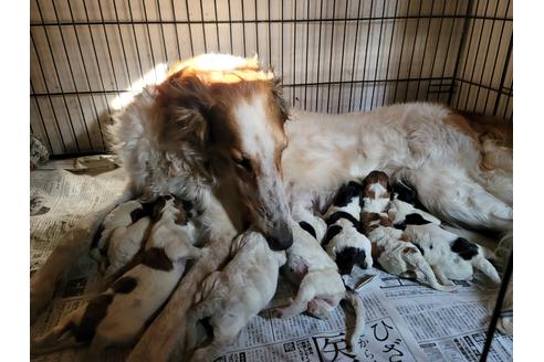 販売中のボルゾイの親犬