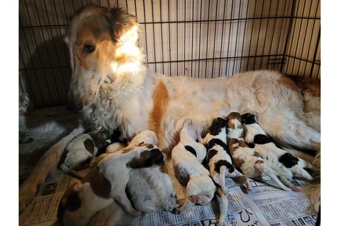 販売中のボルゾイの親犬