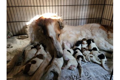 販売中のボルゾイの親犬