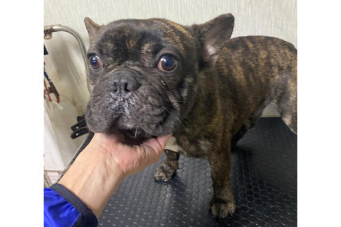 販売中のフレンチブルドッグの親犬