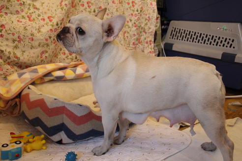 販売中のフレンチブルドッグの親犬