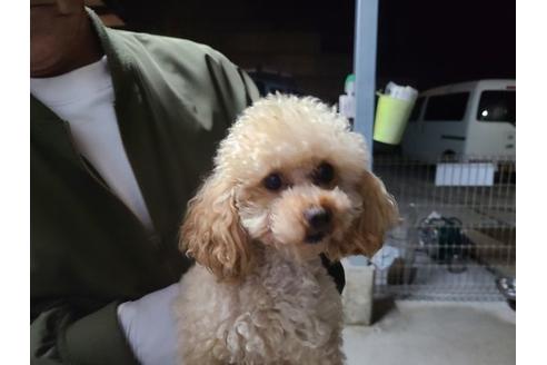 販売中のトイプードルの親犬