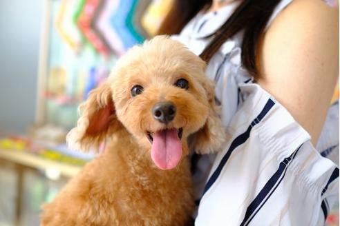 販売中のトイプードルの親犬