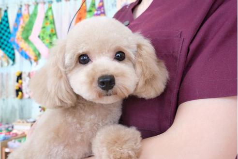 販売中のトイプードルの親犬