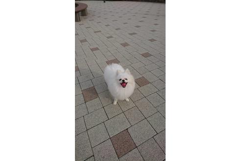 販売中のポメラニアンの親犬