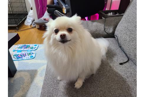 販売中のポメラニアンの親犬