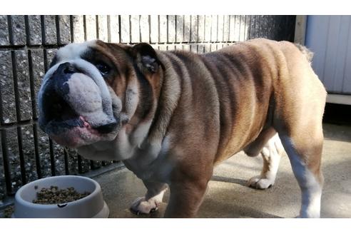 販売中のブルドッグの親犬