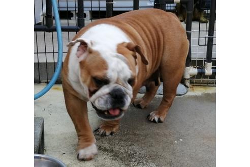 販売中のブルドッグの親犬