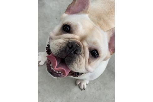 販売中のフレンチブルドッグの親犬