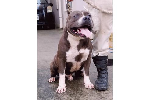 販売中のアメリカンピットブルテリアの親犬
