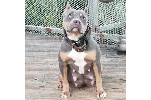 販売中のアメリカンピットブルテリアの親犬