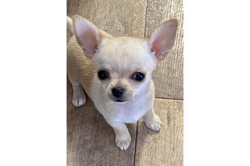 広島県のスムースコートチワワ 女の子 12 11生まれ パパはjkcチャンピオン 可愛い女の子です 子犬id 12 ブリーダーナビ
