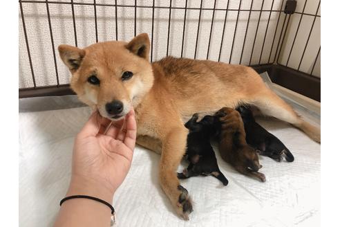 販売中の豆柴の親犬