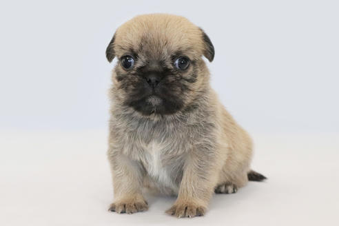 神奈川県のミックス犬 男の子 21 01 09生まれ デザイン犬 シーパグ 子犬id ブリーダーナビ 神奈川県のミックス犬 男の子 21 01 09生まれ デザイン犬 シーパグ 子犬id ブリーダーナビ