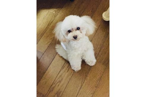 販売中のティーカッププードルの親犬