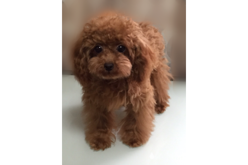 販売中のティーカッププードルの親犬