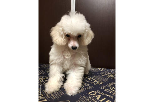販売中のティーカッププードルの親犬