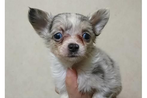 兵庫県のロングコートチワワ 女の子 12 19生まれ 陽気だけど控えめな 小ぶりの女の子 子犬id ブリーダーナビ