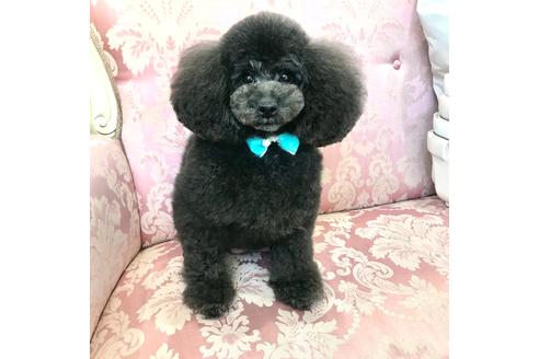 販売中のタイニープードルの親犬