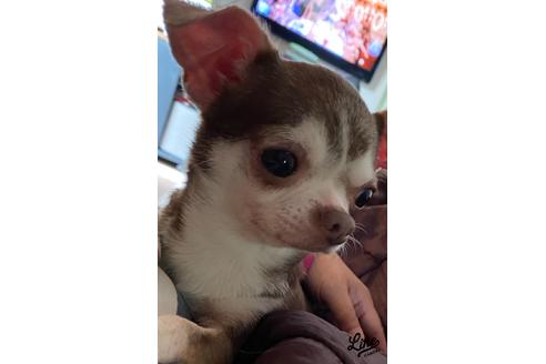 販売中のチワワ(スムースコート)の親犬
