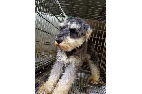 販売中のミニチュアシュナウザーの親犬