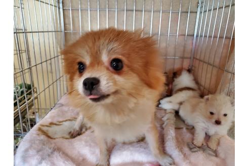 販売中のポメラニアンの親犬