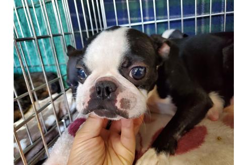 販売中のボストンテリアの親犬