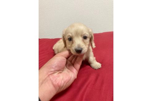 チワックスの子犬を探す ブリーダーナビ チワックスの子犬を探す ブリーダーナビ