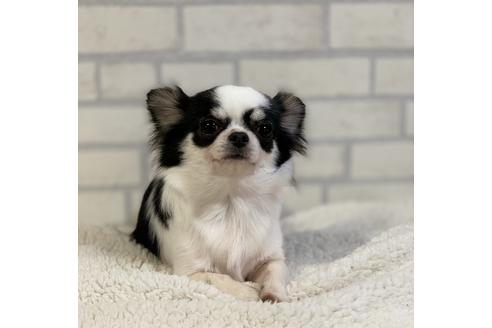 販売中のチワワ(ロングコート)の親犬