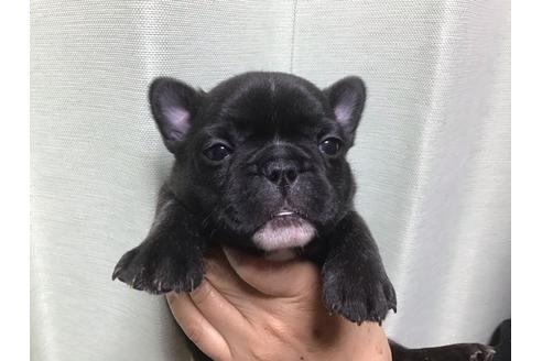 福岡県でフレンチブルドッグの子犬を探す ブリーダーナビ