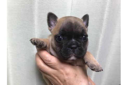 フレンチブルドッグの子犬を探す ブリーダーナビ フレンチブルドッグの子犬を探す ブリーダーナビ