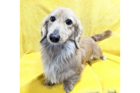 万円以下のミニチュアダックスフンドの子犬を探す ブリーダーナビ