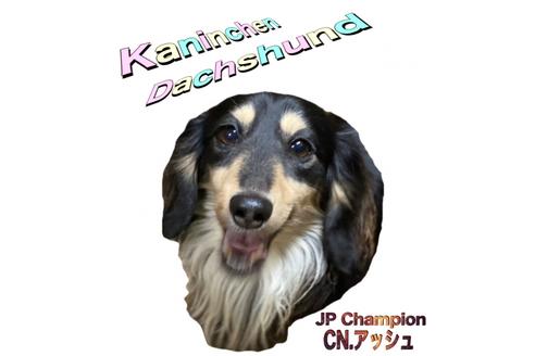 販売中のカニンヘンダックスフンド(ロングヘアード)の親犬