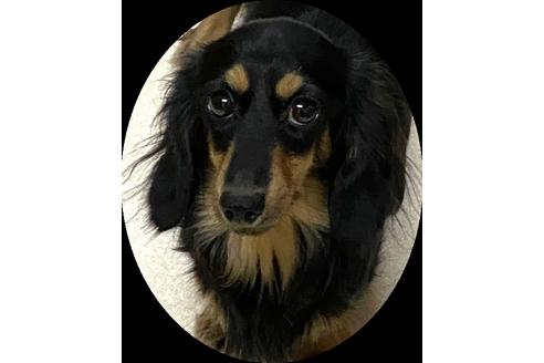 販売中のカニンヘンダックスフンド(ロングヘアード)の親犬