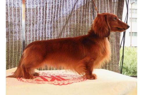 販売中のカニンヘンダックスフンド(ロングヘアード)の親犬