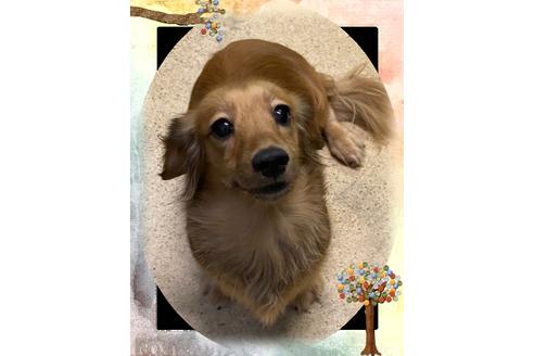 販売中のミニチュアダックスフンド(ロングヘアード)の親犬