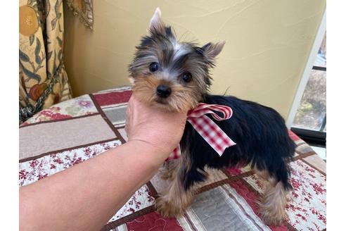 宮城県でヨークシャーテリアの子犬を探す ブリーダーナビ 宮城県でヨークシャーテリアの子犬を探す ブリーダーナビ