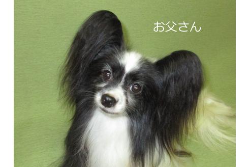 販売中のパピヨンの親犬