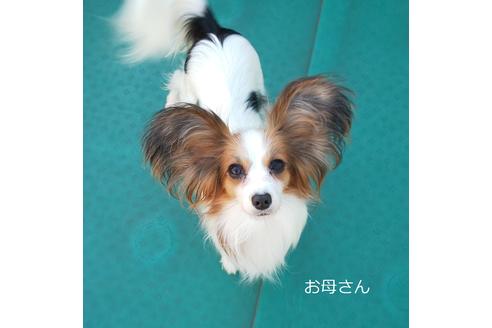 販売中のパピヨンの親犬
