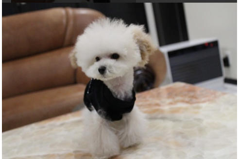 販売中のミックス犬の親犬